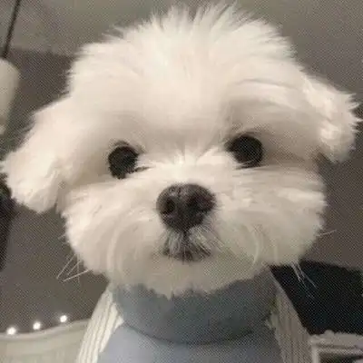 好看的狗狗微信头像狗狗头像萌图片大全
