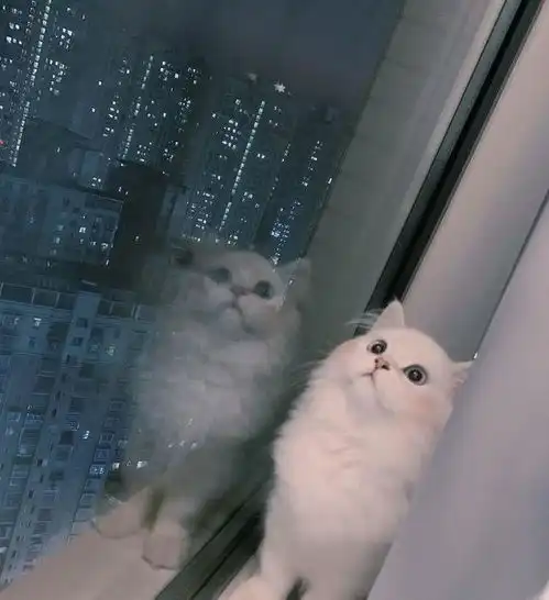 两只猫咪接连离世,铲屎官悲痛欲绝,甚至患上抑郁症了