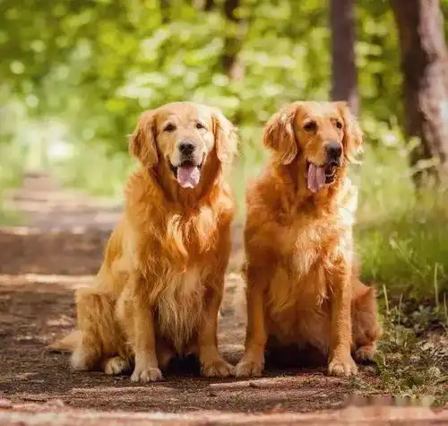 养狗就养忠犬,给一口吃的,就能为你卖命,这3种是最佳选择