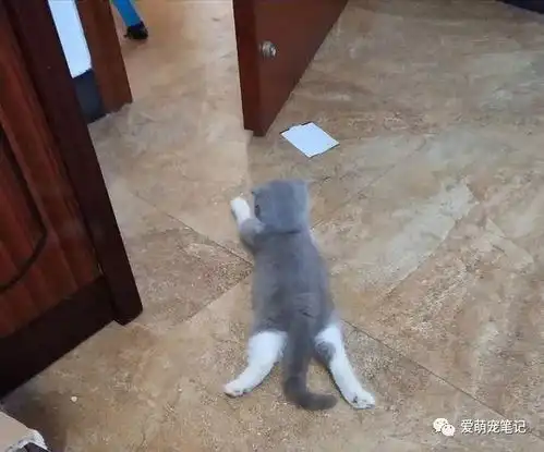 猫咪走丢后孕妇伤心欲绝,直到养了这只英短猫后,结局让人暖心