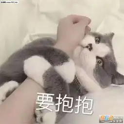 女生撒娇可爱猫咪图片猫咪要抱抱表情包下载乐游网游戏下载