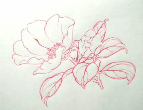 花卉植物线稿,一组彩铅手绘花卉