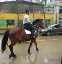 马术俱乐部成员骑马上班网友上牌了吗
