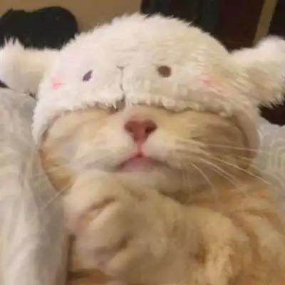 这么可爱的小猫,你不想拥有吗
