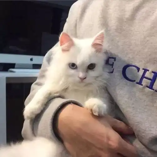 抱着猫猫的男生头像
