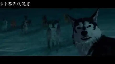野性的呼唤2第一次见雪的巴克忘记了自己这一去就没有归途了