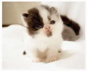 超有男人味的猫咪
