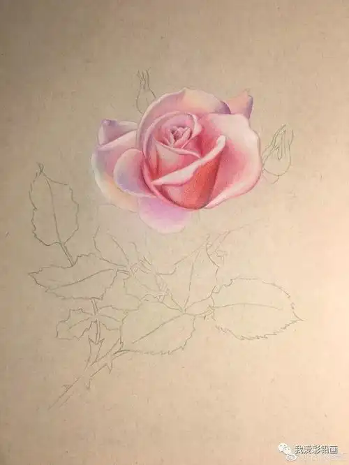 真美复古的味道彩铅手绘花卉过程