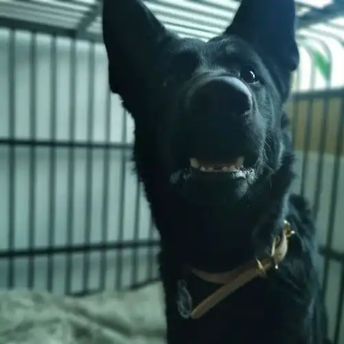 有什么渠道可以为一岁多的东德牧羊犬找到合适的人家