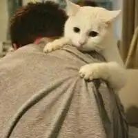 求抱着猫咪的男生和女生情侣头像