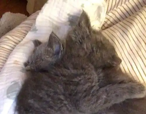 小黑猫失去妹妹悲痛欲绝,新来的橘猫小姐姐给它带来了温暖的抚慰