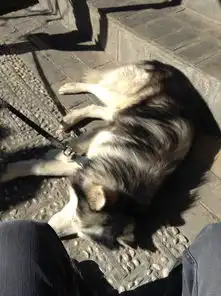 丽江游记