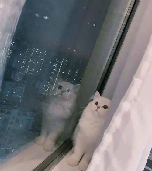 两只猫咪接连离世,铲屎官悲痛欲绝,甚至患上抑郁症了