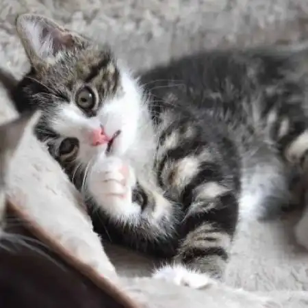 猫控头像,猫咪高清头像图片
