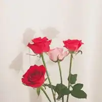2019花儿风景微信头像图片大全微信头像图片大全