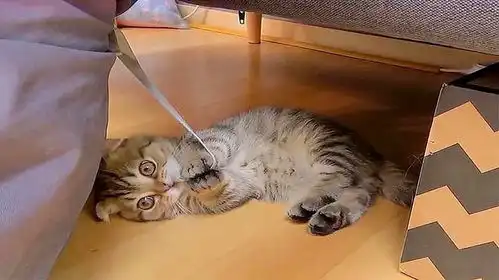 男子正在做饭,猫咪非要抱抱,这也太爱撒娇了吧