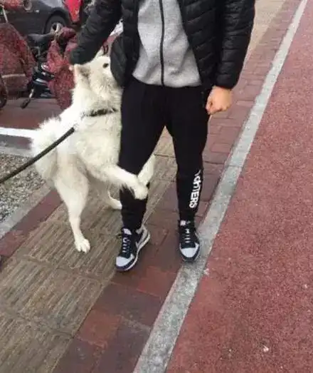 为什么现在很多人都喜欢养狗,因为养狗还可以脱单,竟有这操作