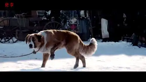 野性的呼唤第一次见到雪的巴克,既好奇又开心