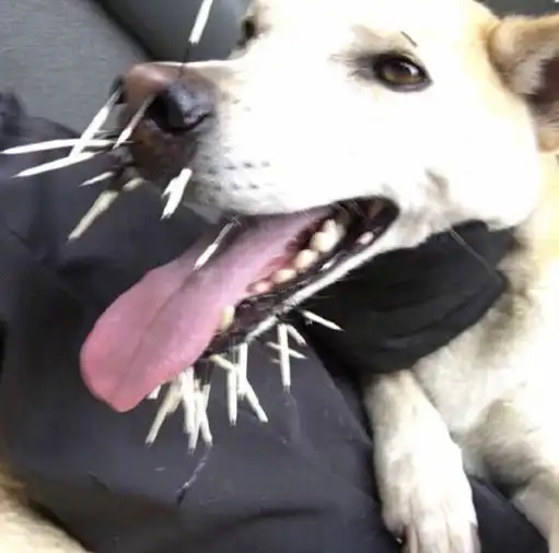 狗狗居然跟豪猪玩到了一起,然后就悲剧了......