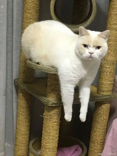 家里一公一母两只猫,该不该绝育只给一个绝育可以吗