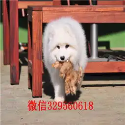 泸州哪里能买到纯种萨摩耶萨摩耶图片双血统赛级萨摩耶多少钱专业繁殖萨摩耶犬
