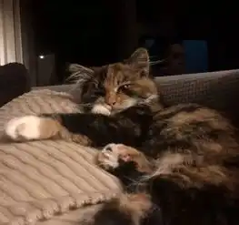 贪玩小猫沦落为流浪猫,为了重回幸福生活,竟赖在别人家里不走了
