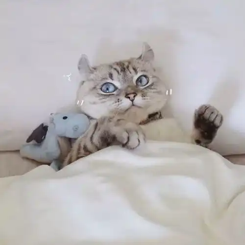 萌宠头像
