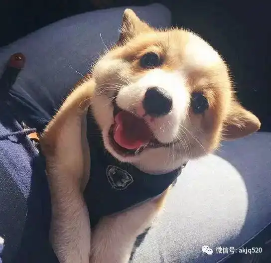 三个月小柯基犬图片大全2017超萌超可爱的柯基图片
