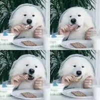 姜丹尼尔萨摩耶头像微信头像图片大全