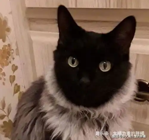 少年,本喵已经在这儿等你很久了10张有趣猫咪图让你笑不停