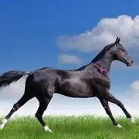 qq头像万马奔腾没有忘记他