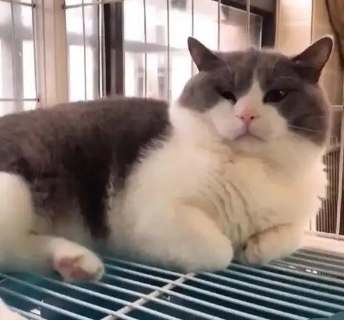 女主人和男友吵了架,竟拿猫咪来撒气,一巴掌将猫咪打懵逼
