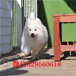 天水出售纯种白色萨摩耶萨摩耶图片微笑天使萨摩耶打完疫苗证书齐全