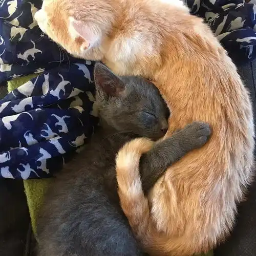 福懋动物医院小黑猫失去妹妹悲痛欲绝,新来的橘猫小姐姐给它带来温暖的抚慰