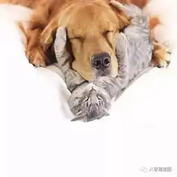 当两只金毛遇到了一只小奶喵后,这三角关系,把网友们暖坏了...