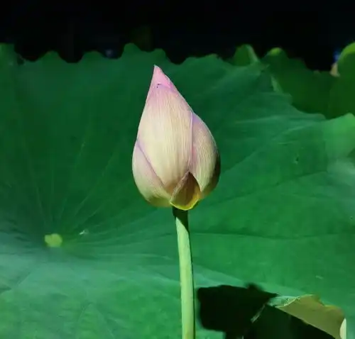 盛夏,明溪荷处避暑