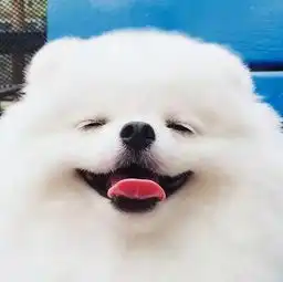 你还没有一只狗狗笑起来好看,我凭什么喜欢你