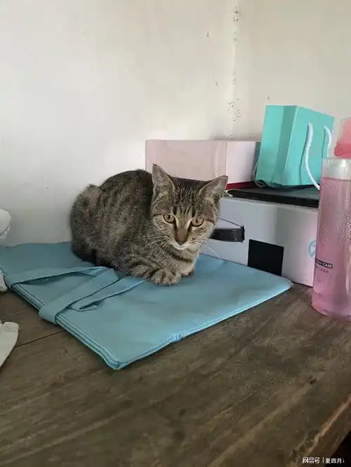我的猫在别人眼里是丑猫,可在我眼里它是家人,猫没了我伤心欲绝