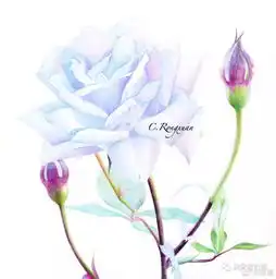 溶萱彩铅作品,过程图分享