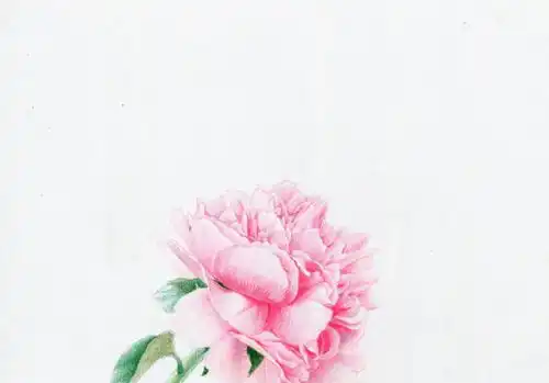 彩铅花卉画详细教程图解色彩花卉的画法步骤图附彩铅全套视频教程