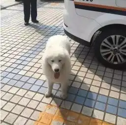 这些年来,和警察叔叔打过交道的狗娃们...

