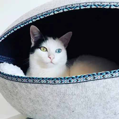 异色瞳的猫咪都是波斯猫显然不是,虹膜异色症跟品种没有强关联