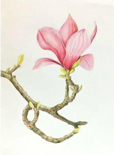 一波彩铅手绘花卉,太美了