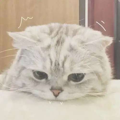 有哪些好看而又可爱的头像
