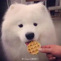 呆萌萨摩来自糖罐罐与榛仁仁的图片分享