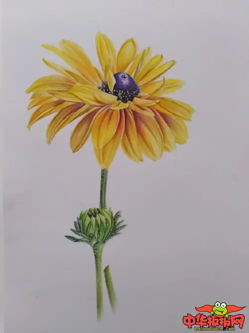 彩铅画教程步骤图花,黑心金光菊彩铅画