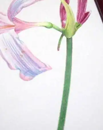 彩铅手绘花卉彩铅手绘花卉换锦花教程步骤图