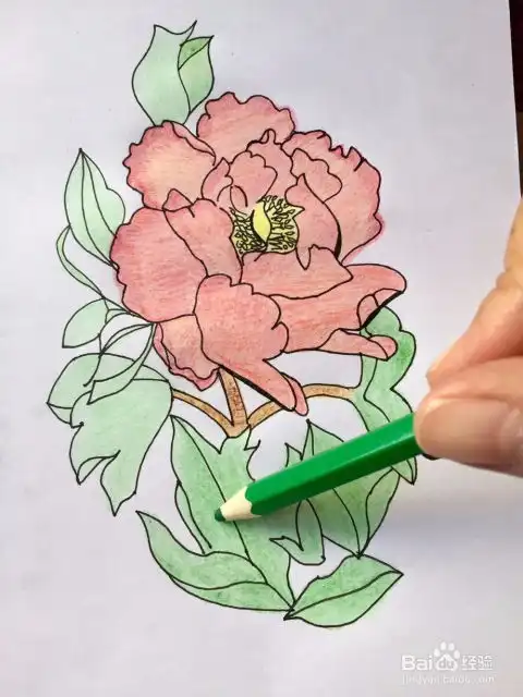 茉莉彩铅手绘之牡丹图