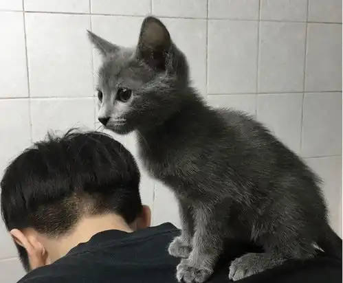 治愈系的猫咪,总是在温暖着你呀