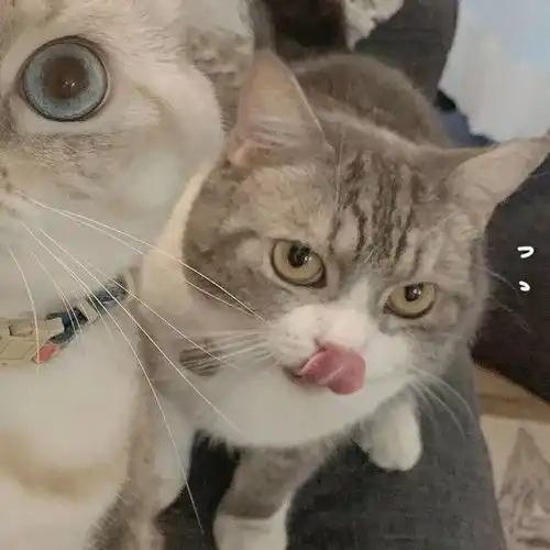 可爱猫咪头像
